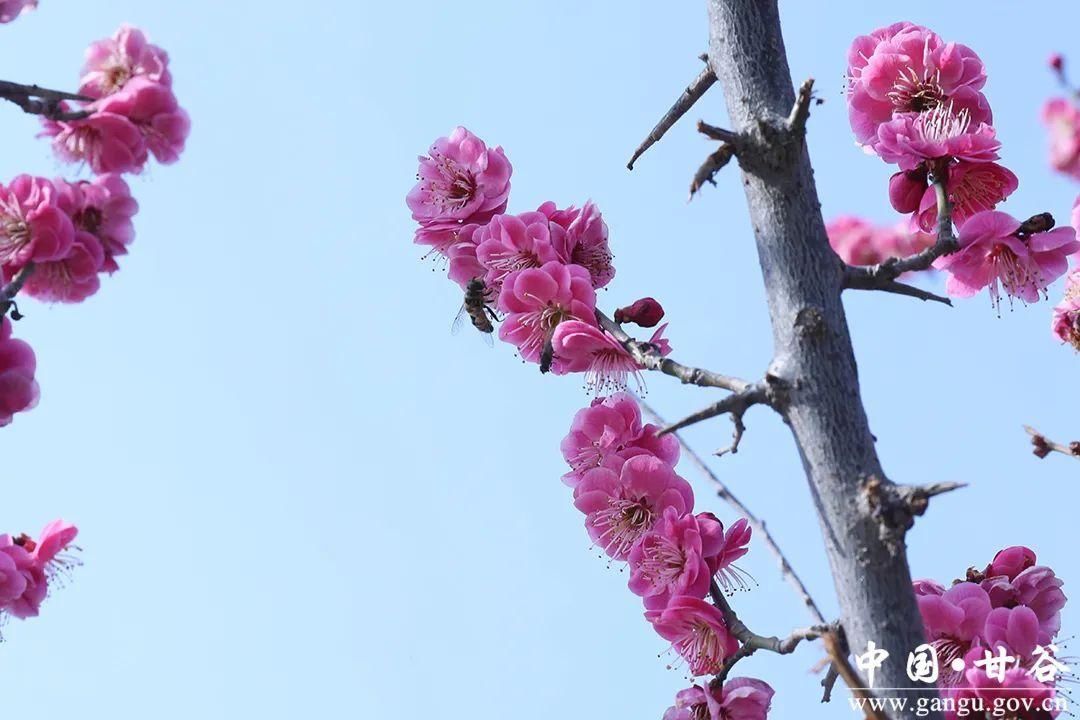 【春日印象】甘谷：梅花盛开春意闹