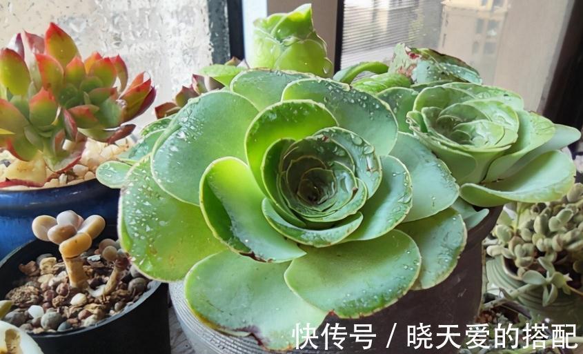 腐熟|“加工”后的淘米水养多肉,效果杠杠的,早知道早受益