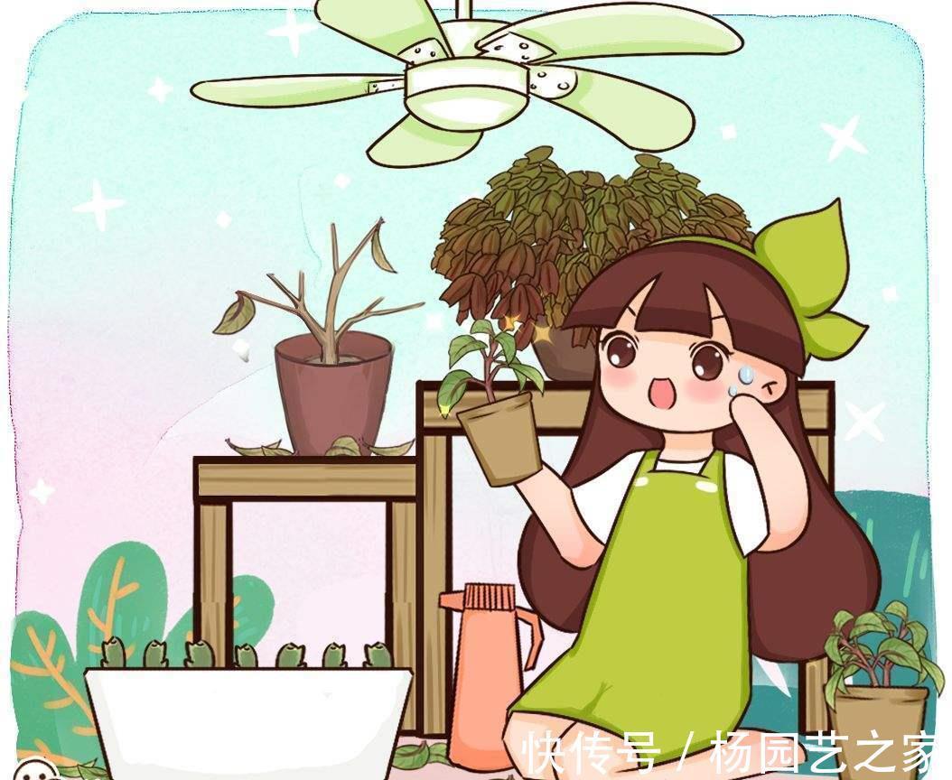 倒挂金钟|倒挂金钟夏天养不活?是你方法不对,注意温度,安稳度夏