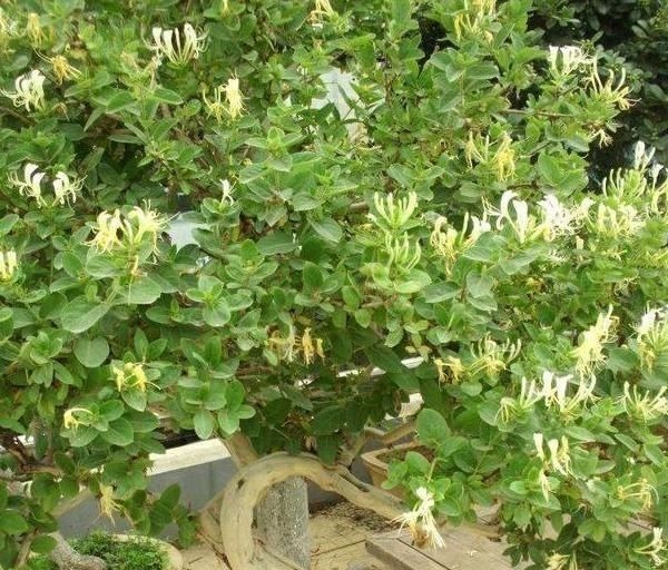 聪明人什么花也不养,却去养这“4种”植物,难怪身体越来越好