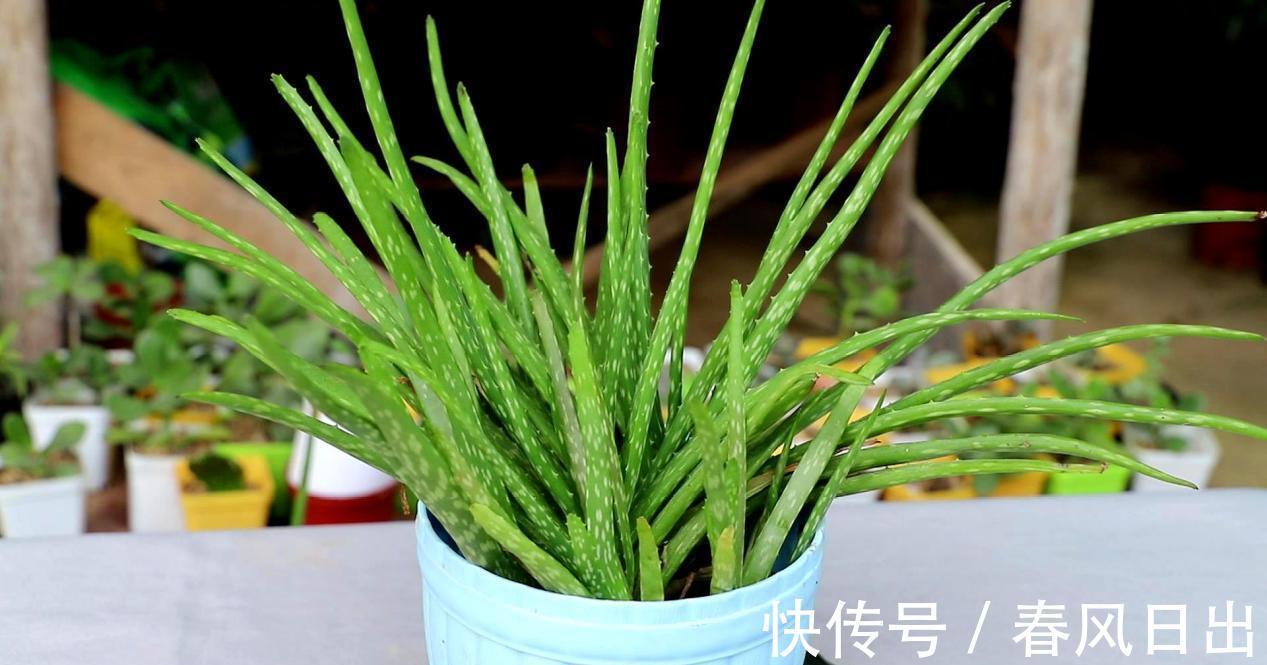 芦荟有什么用途?养护存在哪些方法技巧?