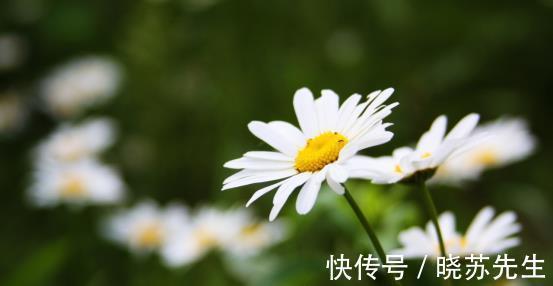 桃花|1周后，桃花寄情，相思入梦，情牵旧爱，再坠爱河，余生不负不忘