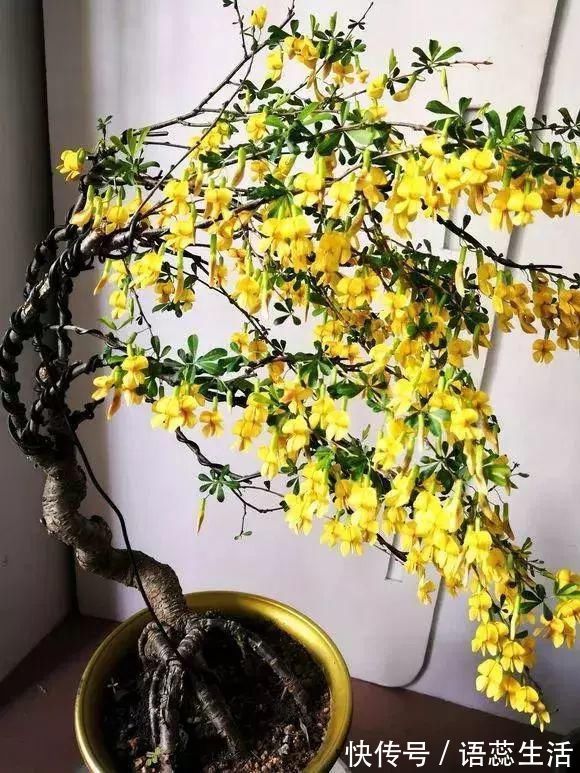 苍劲|山里的1棵老树桩,挖出来种盆里,开花后,眼睛都看直了!