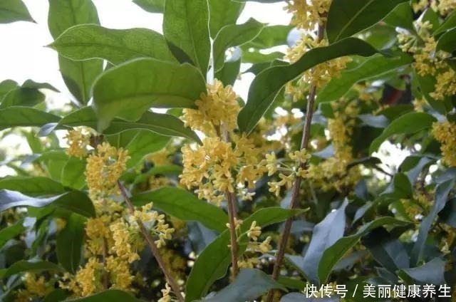 养护|聪明人都养这3种树,美观大气能镇宅,能养好几年!