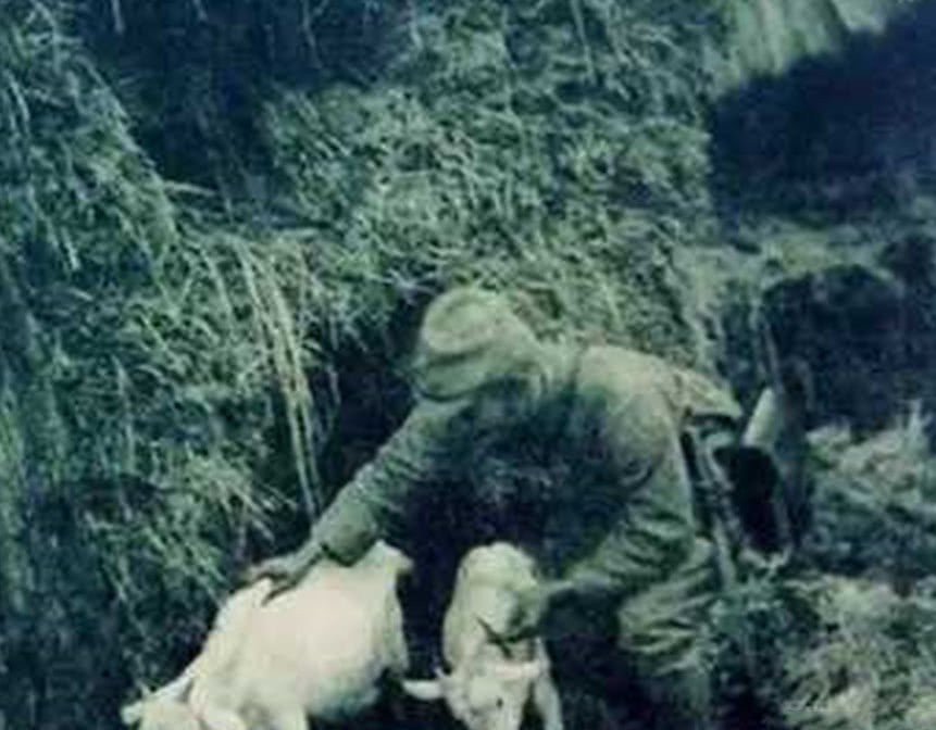 刺刀|镜头下真实的日本鬼子,把百姓抓来练刺刀,图9令鬼子崩溃的两个“铁疙瘩”