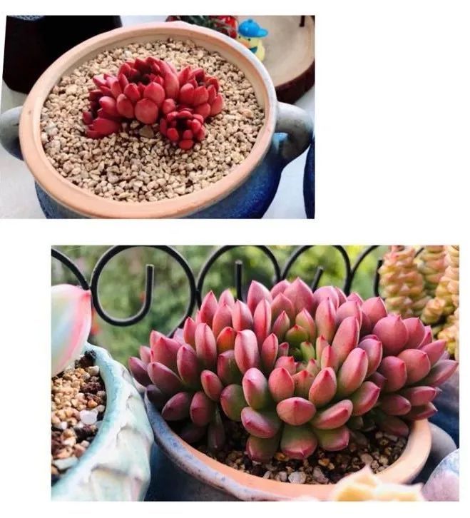 血罗|万物皆有灵性，一年四季有多肉陪伴真好！