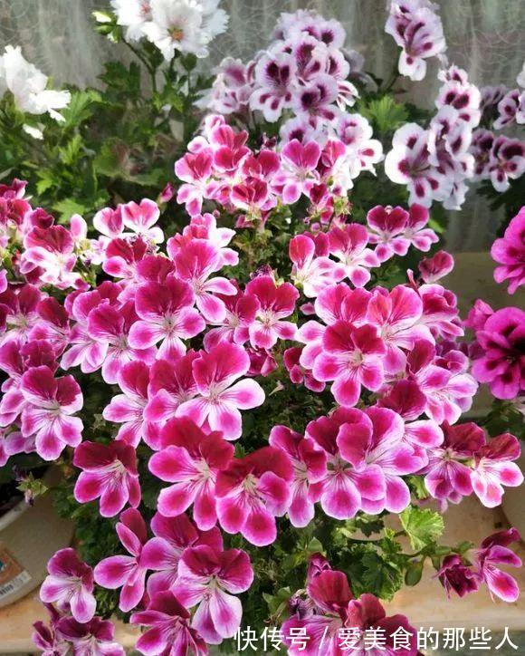 路上看到“三种花”,择点枝带回家,温度低易生根“繁殖”一大群