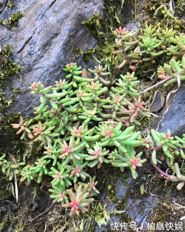 石头缝里的“野多肉”,看到挖几棵,种盆里,能长一大片,美死了