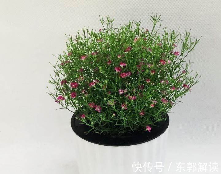 快扔掉家中发财树,真正好看还能净化空气的是这几种,高级又漂亮