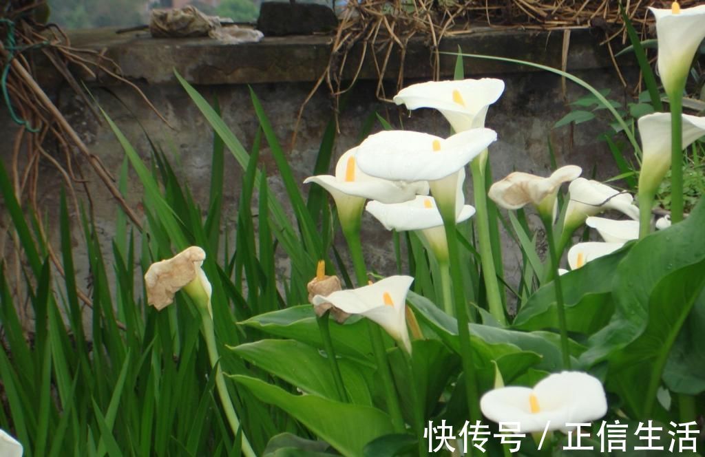 天堂鸟|世界上最美的5种花,见过一种我就服你!