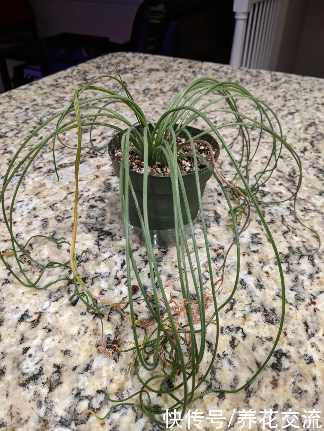 6种特别怕热的花卉，度夏要多注意几点，夏天容易挂，养护要谨慎