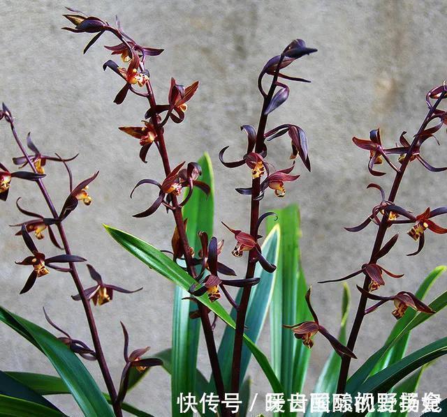 养护|6种“香水花”冬天不怕冷,越冷越香艳,雍容贵气,进屋染香气