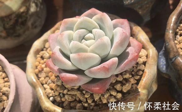 叶片|当年的贵货多肉,变成了烂大街的便宜货,暴风哭泣