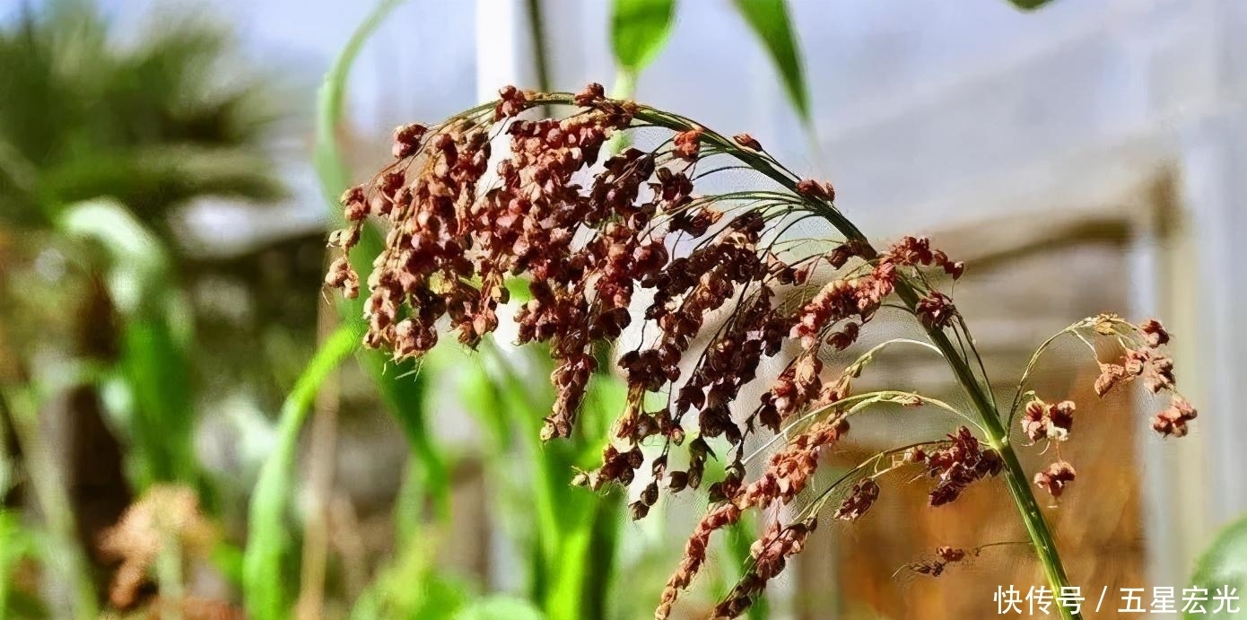 粮食为原料|都说粮食酒才是好酒,那什么样的才叫粮食酒