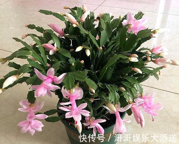 蟹爪兰|蟹爪兰度夏并不难,只需掌握“几要点”,叶片不瘦弱,花期又爆盆