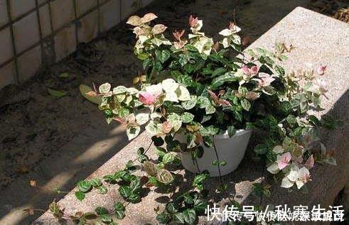 阳台|忘了绿萝吧!这花耐阴又好养,叶比花还美,是阳台盆栽佳品!