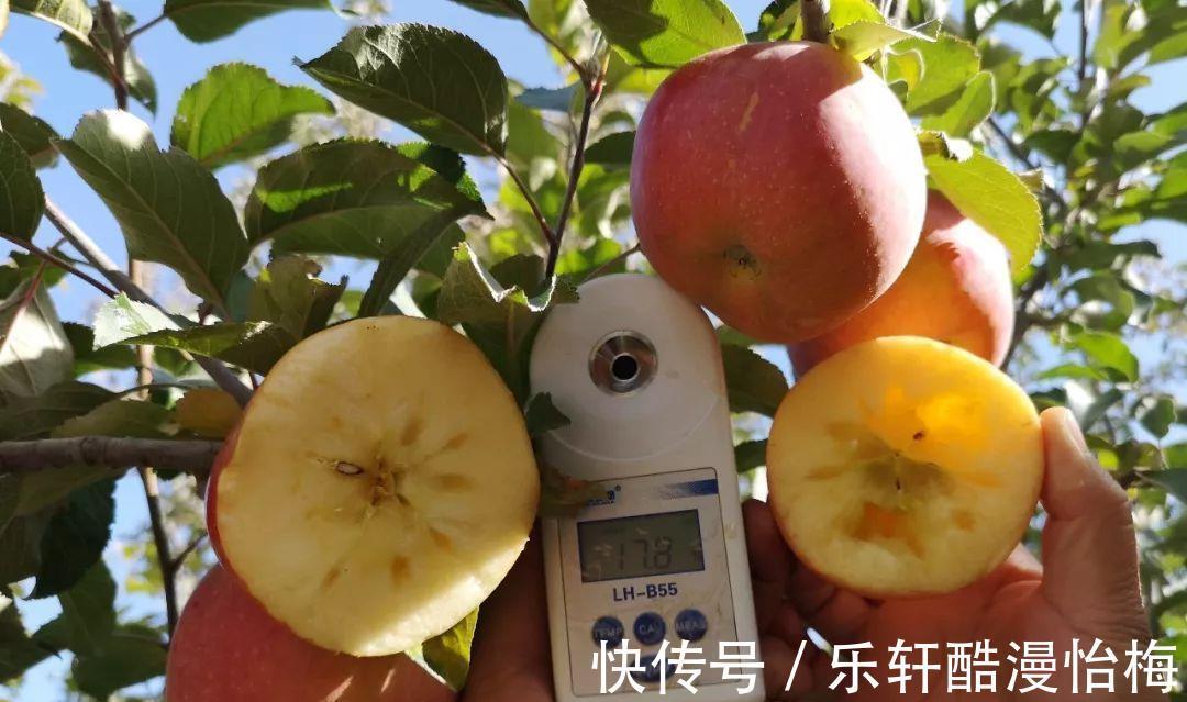 夏橙|建议不管有钱没钱,8月别错过这五种水果,营养美味身体棒
