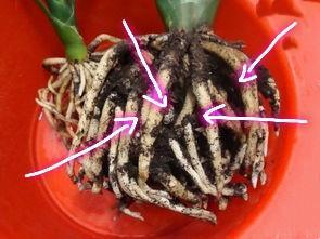 君子兰老苗根系扎些孔,明年花盆爆满芽,附上具体方法