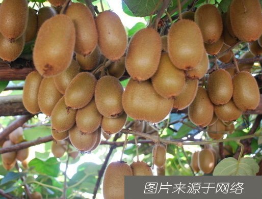 樱桃|女人的4大天然美肤水果,每天吃一吃,皮肤水嫩有弹性