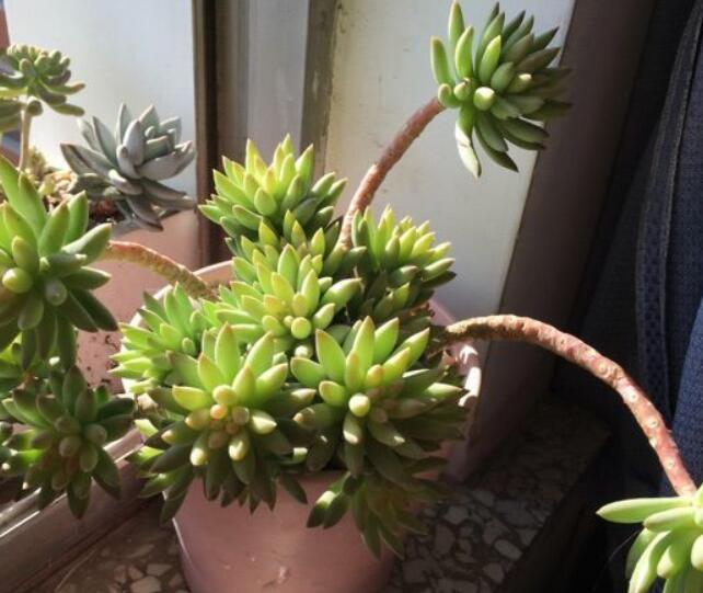 千佛手|多肉植物千佛手怎么养教你3种养护小妙招,千佛手翠绿又饱满