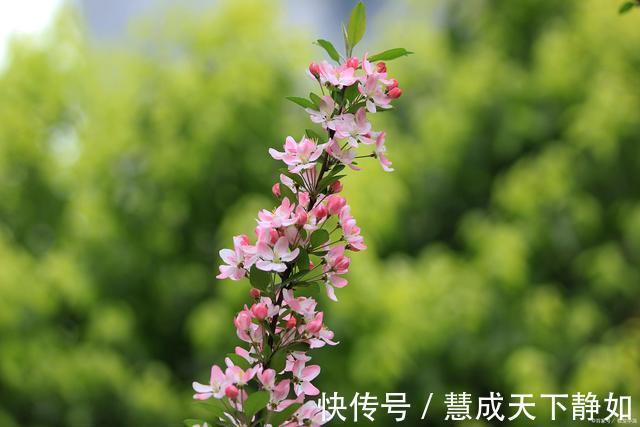 汉秦@古诗七律荡漾涟漪精气神，澄莹明澈醉诗琴