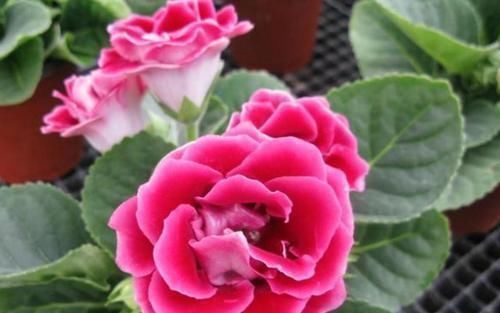 阳台上|这些花卉美过玫瑰,一年四季花开不停,花大色艳很漂亮,谁养谁爱