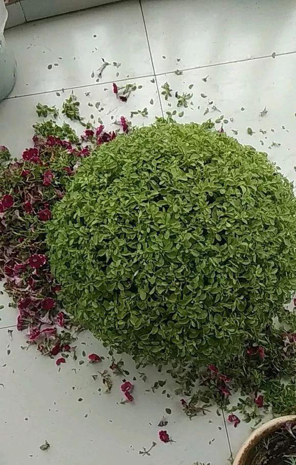 花开败后,手痒剃了个头,剃完就开花,一直剪一直开!