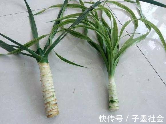 扦插|很贵的“3种树”,不想买就扦插,1根枝条扔盆里,16天生根冒芽