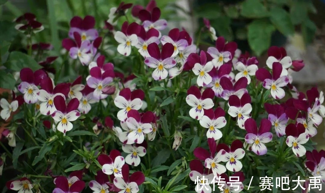 阳台上|特耐寒的花,冬天照样能爆盆,颜值不输牡丹