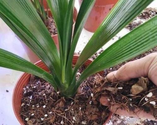 植物|怎么才能拥有天价盆栽君子兰?这么操作,一片叶子就够了