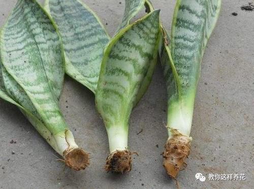 发财树君子兰烂根,可别扔了,1个小招就能救活!