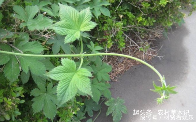 葎草|此物若长在您家路旁,切勿除掉,要重视,因为价值太高了