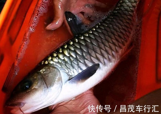 像极了草鱼，个头小却异常凶猛，钓鱼人的最爱，运气好才能钓到
