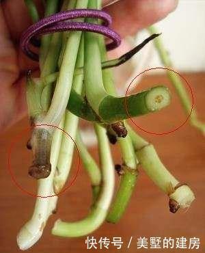 立马|养花烂根了,全扔掉?别,一个小方法立马满血复活