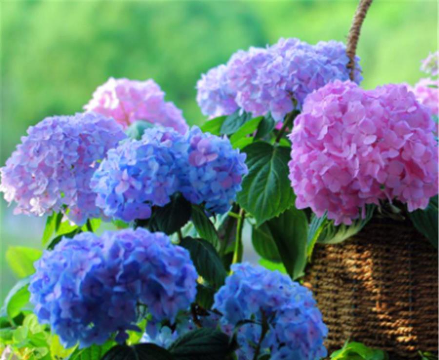 春天养绣球花,4件事情要早做,学会了夏天蓝花开满盆