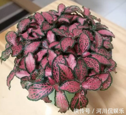 2月养花种草,面对着时冷时热的气候变化,园艺人该怎么做