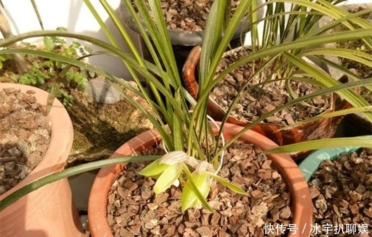 施肥|兰花爱喝这种“催花水”,什么淘米水、过期药都不如它,简单实用