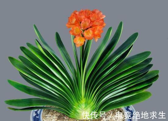 君子兰冬季更换花盆时,应将不需要保留的根切掉,以减少养分消耗