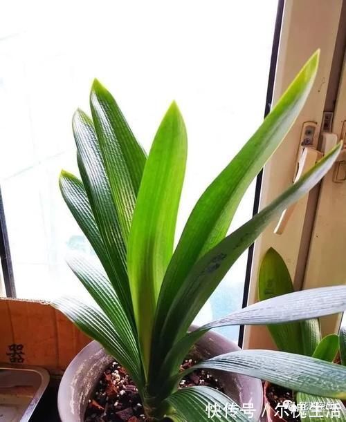 分化|三角梅、君子兰、蟹爪兰、不开花,让人头疼,教你一招解决!