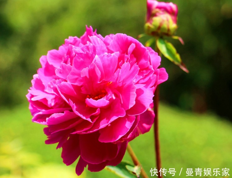 花香|最美4种藤本月季,个个都“惊艳”,年年花开上百朵,你最爱哪种