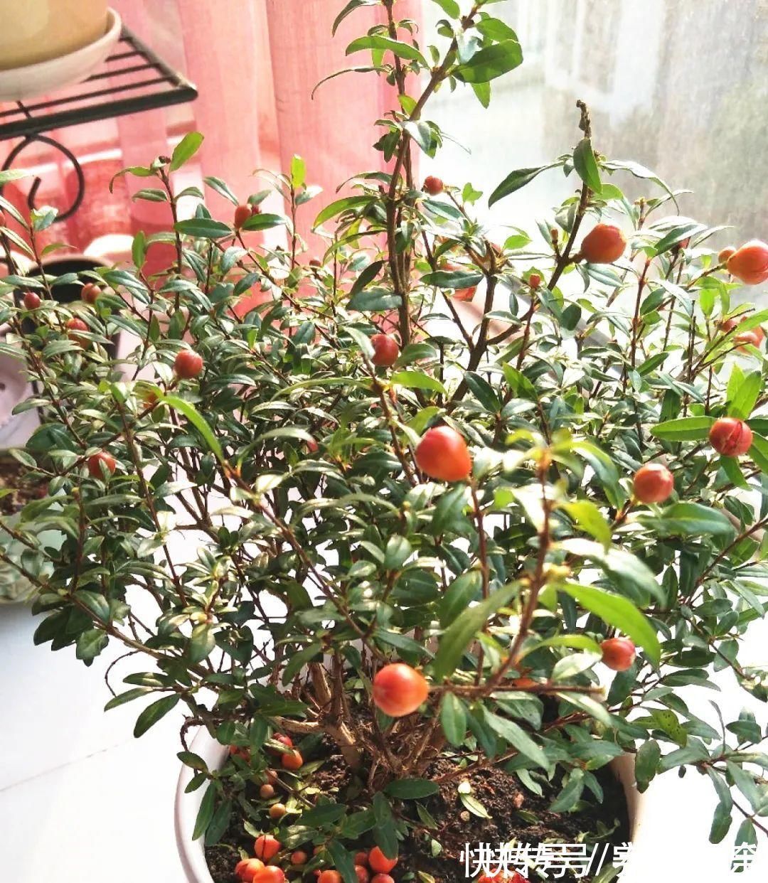 家里养盆“招财花”,一年四季开红花结红果,“招财旺运”又红火