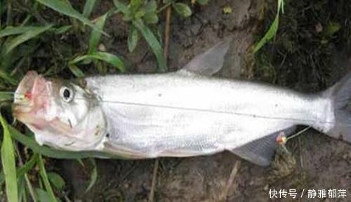 鱼类|涨知识:从鱼嘴的“朝向”说调漂,如何调漂中鱼率高?先看鱼嘴!