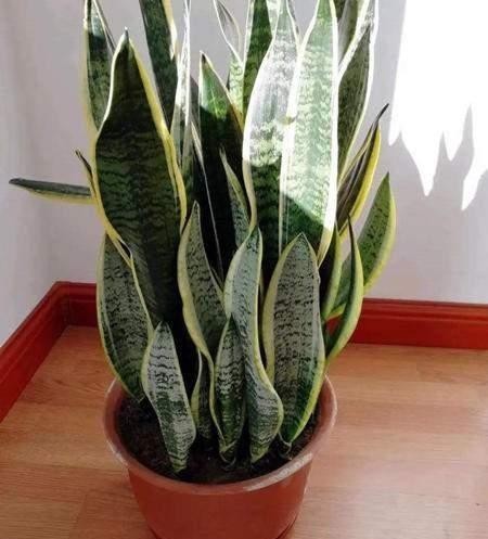 在冬天，北阳台也能养花，这6种花耐阴又抗冻，还能砰砰开花