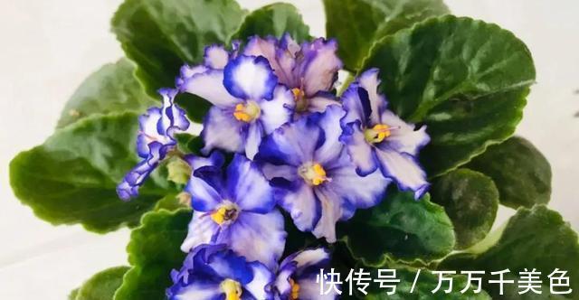 花卉|3种耐阴植物，还是同科的“亲戚”，养殖在北阳台上，照样开满花