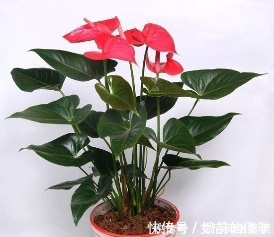 养花|家里养花,就选这几种,一年四季不用管,给点阳光就开花