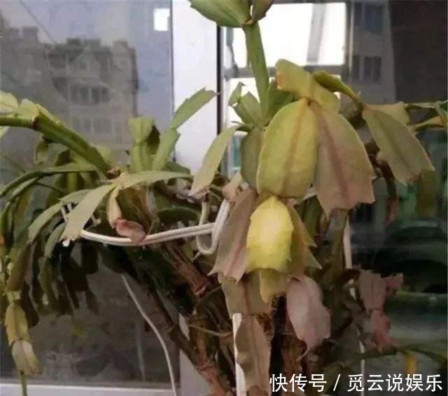 明年|超怕冷的2种花,叶子冻烂了赶紧剪一剪,明年照样开!