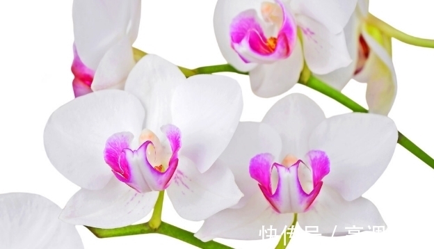 兰花发芽的方法:记住8个基础知识,兰花生长旺盛