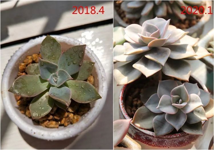 每次的剁手都是忍无可忍，无需再忍！买买买！静待肉美！