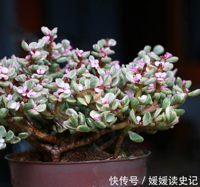 最耐热的多肉植物，夏天再晒也不怕，叶子和花一样好看