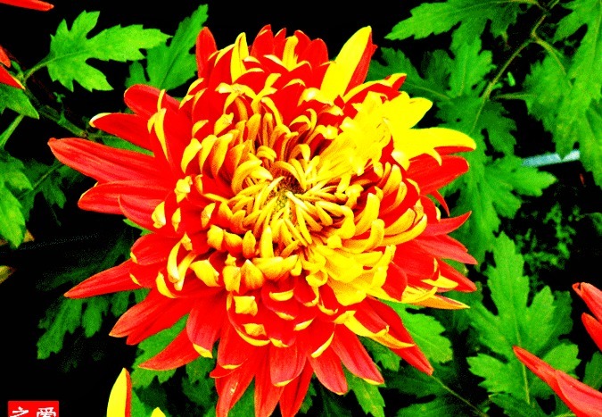 喜欢菊花,就养盆“菊中珍品”金红竞辉,似红金赛舞,妖娆动人
